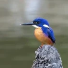 An azure kingfisher in Australia