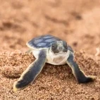 Flatback turtle hatchling in Australia