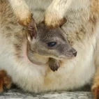 A Mareeba rock wallaby joey, Mareeba, Australia