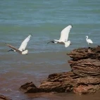 Birdwatching at Roebuck in Australia