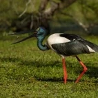 Black-necked stork in Australia