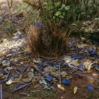 Example of a male satin bowerbird's courtship behaviour, building and decorating an avenue bower, in Australia