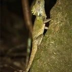 Boyd's forest dragon in Australia