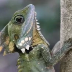 A Boyd's forest dragon resting, in  Australia