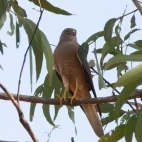 Brown goshawk in Australia