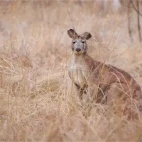 Brown kangaroo in Undara National Park, Australia