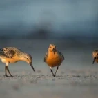 Red knots in Australia
