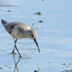 Curlew sandpiper in Australia