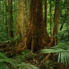 Daintree Rainforest in Australia