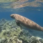 Dugong in Australia