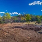 A eucalyptus forest in Undara National Park, Australia