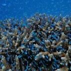 Blue-green chromis in the Great Barrier Reef, Australia
