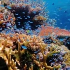 Blue-green chromis on the Ribbon Reefs, Great Barrier Reef, Australia