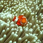 A clown fish in an anemone, Great Barrier Reef, Australia