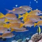 Fish in the Great Barrier Reef, Australia