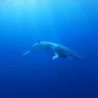 A dwarf minke whale in the Great Barrier Reef, Australia