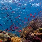 Fish and coral, Great Barrier Reef, Australia