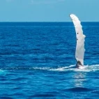 Humpback whale in the Great Barrier Reef, Australia