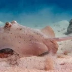 Ray in the Great Barrier Reef, Australia