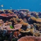The Ribbon Reef in the Great Barrier Reef, Australia