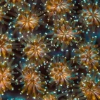 Coral reef polyps in the Great Barrier Reef, Australia