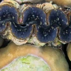 A giant clam on the Great Barrier Reef, Australia