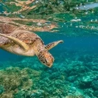 Green turtle in the Great Barrier Reef, Australia