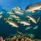 An underwater gallery in Australia