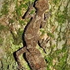 A leaf-tailed gecko in Australia