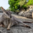 A resting Mareeba rock wallaby in Australia