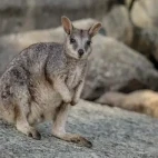 A Mareeba rock wallaby, Mareeba, Australia