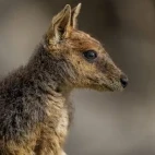 Mareeba rock wallaby in Undara National Park, Australia
