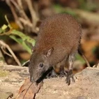 Musky rat in Australia