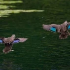 Pacific black duck in Australia