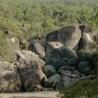 A Mareeba rock wallaby at Granite Gorge, Mareeba, Queensland