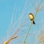 A tawny grassbird in Mareeba, Queensland