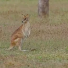 An agile wallaby in Mareeba, Queensland