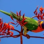 Red-collared lorikeet in Australia