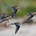 Red knots in Australia