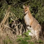 Red-necked wallaby in Australia