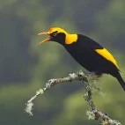 A regent bowerbird in Australia