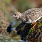 Ruddy turnstone in Australia