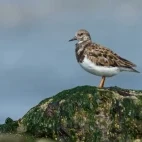 Ruddy turnstone in Australia