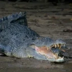 Saltwater crocodile in Australia.