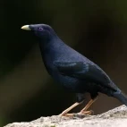 A satin bowerbird in Australia