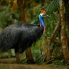 Southern cassowary in Australia