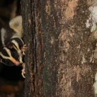 A striped possum in Australia