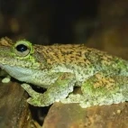A tree frog in Australia