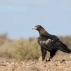 A wedge-tailed eagle in Undara National Park, Australia