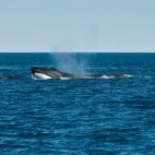 Whale in the Kimberley region, Australia
